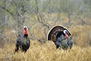 Rio Grande Wild Turkey (Meleagris Gallopavo) gobbler strutting, Starr Co