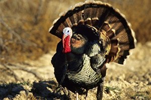 Strutting Prints: Rio Grande Wild Turkey (Meleagris Gallopavo) gobbler strutting, Starr Co