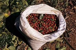 Images Dated 10th March 2006: Rio de Janeiro State, Brazil. Bag full of coffee beans with leaves from the bushes