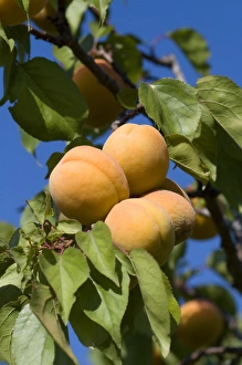 Images Dated 21st July 2009: Ripe apricots grow on the tree in Oregon, USA