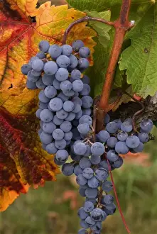 Merlot Prints: Ripe blue Merlot grapes with fall colored leaves at Abacela Vineyards and Winery near Roseburg