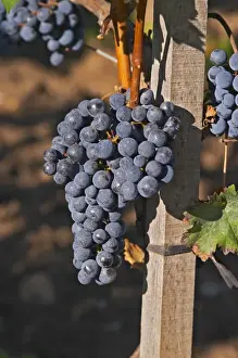 Ripe bunches of Merlot grapes at Chateau la Grave Figeac, Saint Emilion, Bordeaux