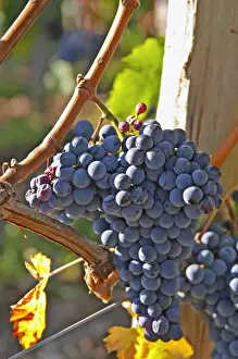 Bunch Prints: Ripe bunches of Merlot grapes at Chateau la Grave Figeac, Saint Emilion, Bordeaux
