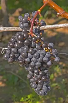 Merlot Prints: Ripe grape bunches of Cabernet Franc planted at the entrance - Chateau Grand Mayne