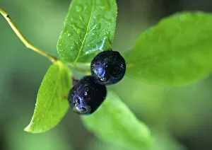 Images Dated 31st August 2006: Ripe Huckleberries