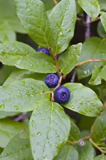 Images Dated 10th August 2008: Ripe huckleberries in the Flathead National Forest of Montana