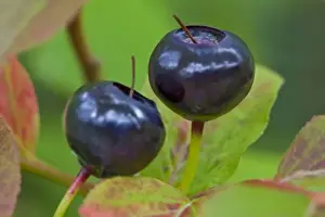 Ripe Prints: Ripe huckleberries in the Flathead National Forest of Montana