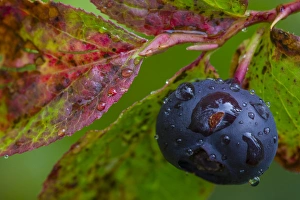 Images Dated 14th August 2014: Ripe huckleberries in a light rain near Whitefish, Montana, USA