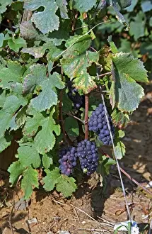 Burgundy Prints: Ripe Pinot Noir grapes in the La Grande Rue Grand Cru vineyard in Vosne Romanee