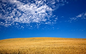 Palouse Prints: Ripe Wheat Field Ready for Harvest Palouse Washington State Pacific Northwest