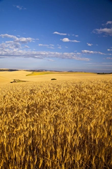 Images Dated 15th August 2011: Ripe wheat fields near Kendrick, Idaho, USA