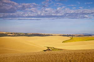 Ripe Prints: Ripe wheat fields near Kendrick, Idaho, USA