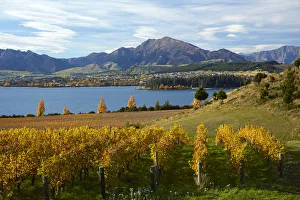 Rippon Vineyard and Lake Wanaka, Otago, South Island, New Zealand