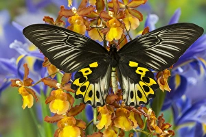 Spots Prints: Rippons Birdwing Butterfly, Female, Troides hypolitus