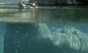 River hippos coming up for air underwater (Hippotamus amphibius) San Diego Zoo, California