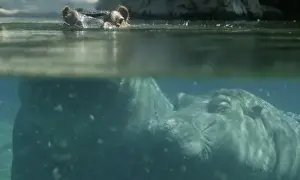 San Diego Zoo Prints: River hippos coming up for air underwater (Hippotamus amphibius) San Diego Zoo, California
