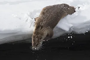 Diving Prints: River otter crow into the Lamar River