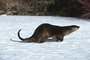 Playful Prints: River Otter (Lutra canadensis) running near stream, MT