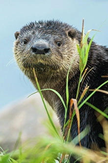 Sub Arctic Prints: River otter pauses for a moment while foraging along a river bank in the arctic country