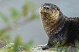 Sub Arctic Prints: River otter pauses for a moment while foraging along a river bank in the arctic country
