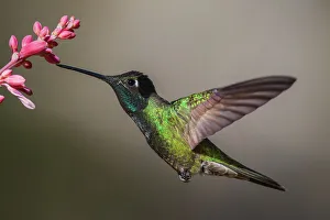 Images Dated 14th January 2023: Rivoli's hummingbird foraging on yucca blooms, Arizona, USA