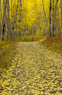 Images Dated 17th October 2005: Road through Aspen forest in Kebler Pass