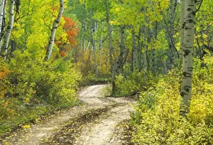Winding Road Prints: Road with autumn