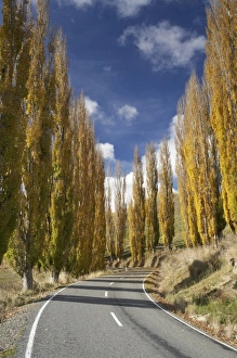 Images Dated 26th April 2007: Road and Autumn Colour, near Ruanui, Rangitikei District Central North Island, New