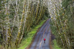 Road bicycling on the Hoh Road in Olympic National Forest, Washington State, USA (MR)