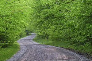 Road through forest, Great Smoky Mountains N.P. TN Road through forest, Great