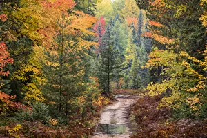 Images Dated 4th August 2020: Road through Hiawatha National Forest and fall colors, Upper Peninsula of Michigan