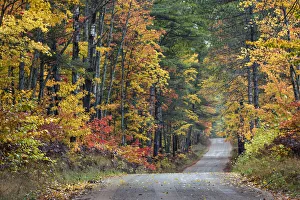 Images Dated 4th August 2020: Road through Hiawatha National Forest and fall colors, Upper Peninsula of Michigan