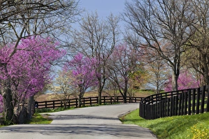 Redbud Prints: Road lined with Redbud and dogwood trees in full bloom, Lexington, Kentucky