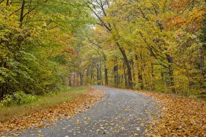 Richard And Susan Day Prints: Road at Pounds Hollow, Shawnee National Forest, Saline County, Illinois