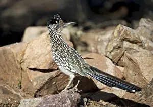 Roadrunner Prints: A Road runner pauses momentarily on its search on the desert floor for grubs