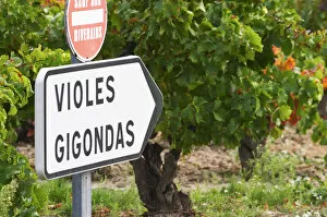 Road sign in front of the vineyards saying Gigondas and Violes. An old vine in the