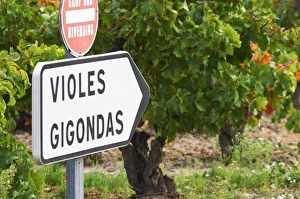 Images Dated 13th October 2005: Road sign in front of the vineyards saying Gigondas and Violes. An old vine in the