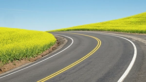 Images Dated 8th January 2024: Road splitting canola field with matching yellow center stripe