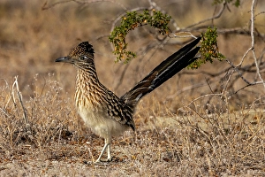 New Images March 2025 Part 2 Prints: Roadrunner in Palm Springs, California, USA