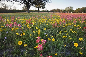 Images Dated 26th March 2010: Roadside wildflowers in Texas, spring