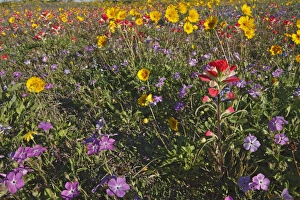 Images Dated 12th March 2010: Roadside wildflowers in Texas, spring