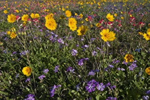 Images Dated 12th March 2010: Roadside wildflowers in Texas, spring