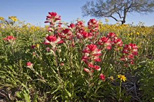 Images Dated 12th March 2010: Roadside wildflowers in Texas, spring