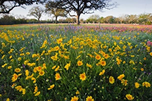 Images Dated 26th March 2010: Roadside wildflowers in Texas, spring