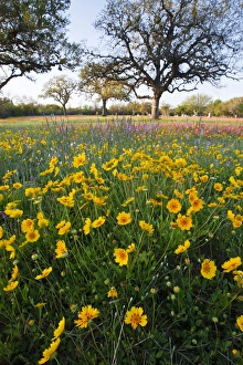 Images Dated 26th March 2010: Roadside wildflowers in Texas, spring