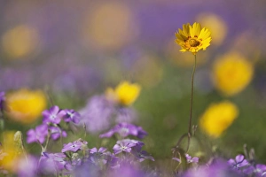 Images Dated 12th March 2010: Roadside wildflowers in Texas, spring