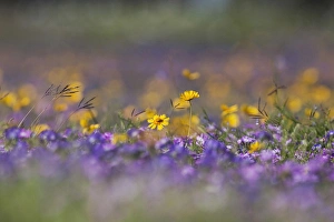 Images Dated 12th March 2010: Roadside wildflowers in Texas, spring
