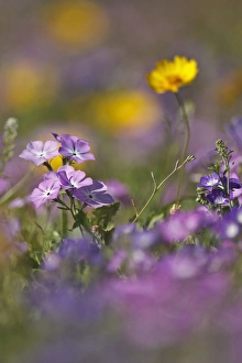 Images Dated 12th March 2010: Roadside wildflowers in Texas, spring