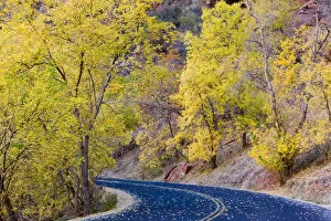 Roadway covered with autumn leaves in Zion National Park in Utah