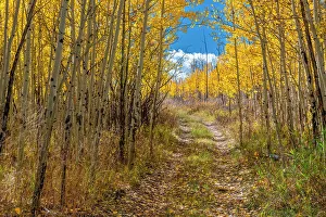 Images Dated 2023: Roadway entices explorers through an aspen forest, Colorado, Walden, USA